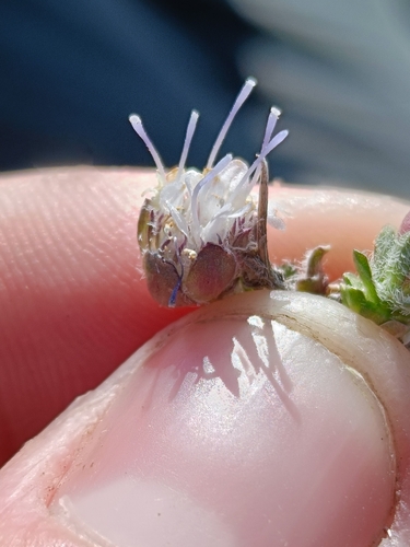 Jasione crispa, photograph 6