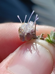 Jasione crispa, photograph (c) Diego Rodríguez Hernández, some rights reserved (CC BY)