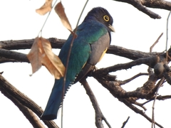 Trogon caligatus