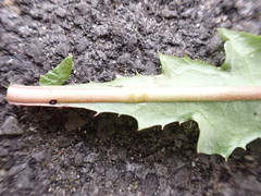 Taraxacum pseudohamatum