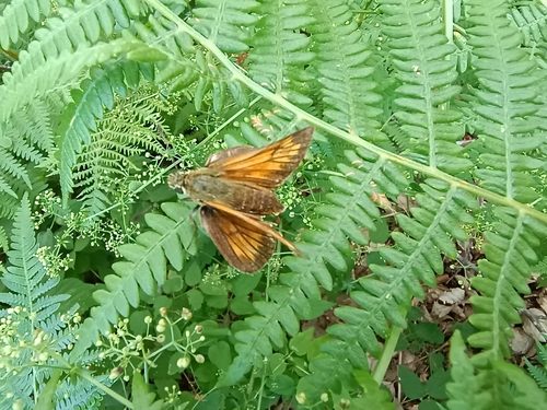 Large Skipper