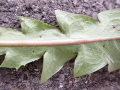 Taraxacum pseudohamatum