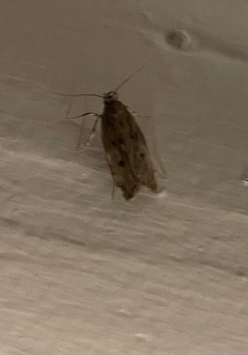 Brown House Moth