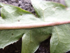 Taraxacum pseudohamatum