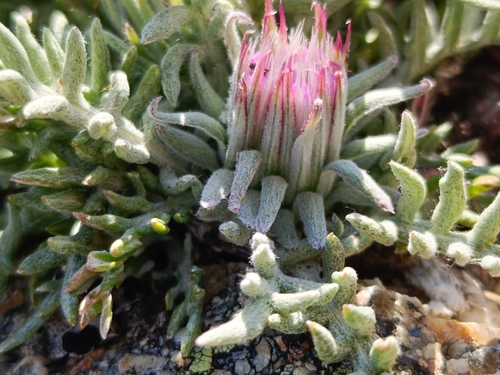 Jurinea humilis, photograph 4