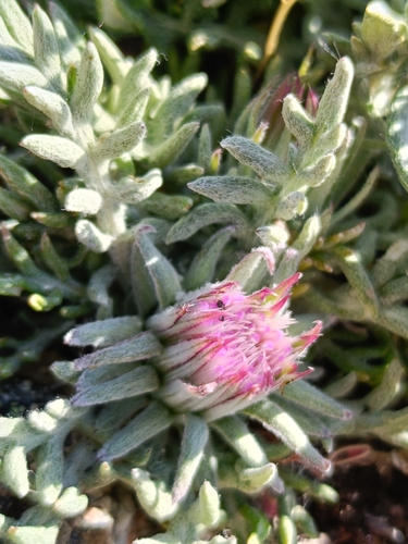 Jurinea humilis, photograph 5