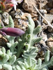 Jurinea humilis, photograph (c) Diego Rodríguez Hernández, some rights reserved (CC BY)