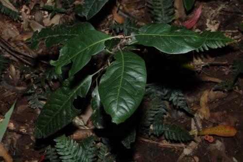 Rhodomyrtus psidioides, photograph 2