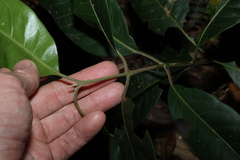 Rhodomyrtus psidioides