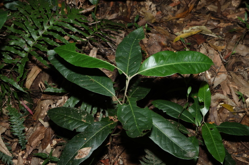 Rhodomyrtus psidioides, photograph 1