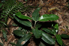 Rhodomyrtus psidioides, photograph (c) Greg Tasney, some rights reserved (CC BY-SA)