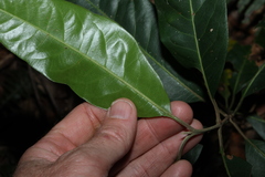 Rhodomyrtus psidioides, photograph (c) Greg Tasney, some rights reserved (CC BY-SA)