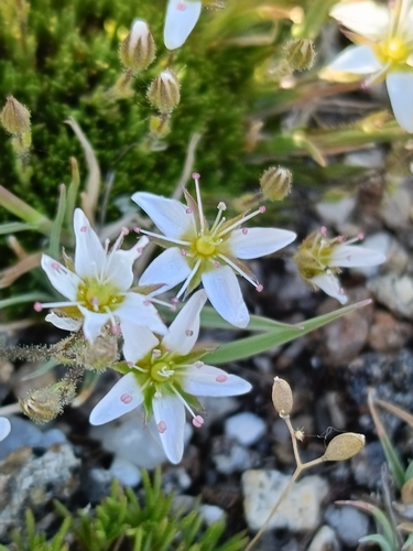 Minuartia recurva, photograph 4