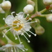 Prunus phaeosticta - Photo (c) 黃美滿,  זכויות יוצרים חלקיות (CC BY), הועלה על ידי 黃美滿