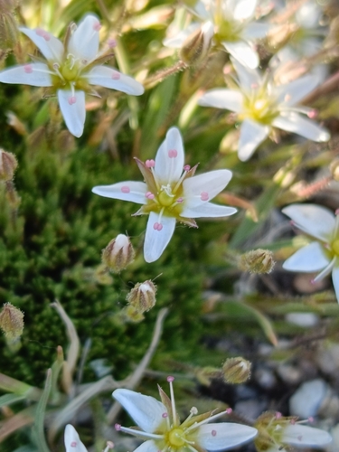 Minuartia recurva, photograph 5
