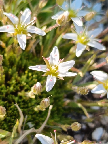 Minuartia recurva, photograph 6