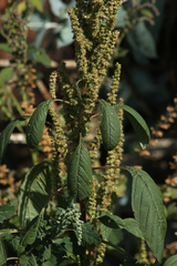 Amaranthus
