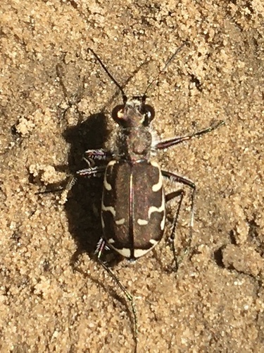 Bronzed Tiger Beetle