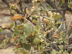 Quercus chihuahuensis
