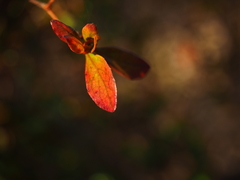 Rhododendron kaempferi
