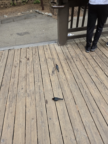 iNaturalist observation photo of Brewer's Blackbird