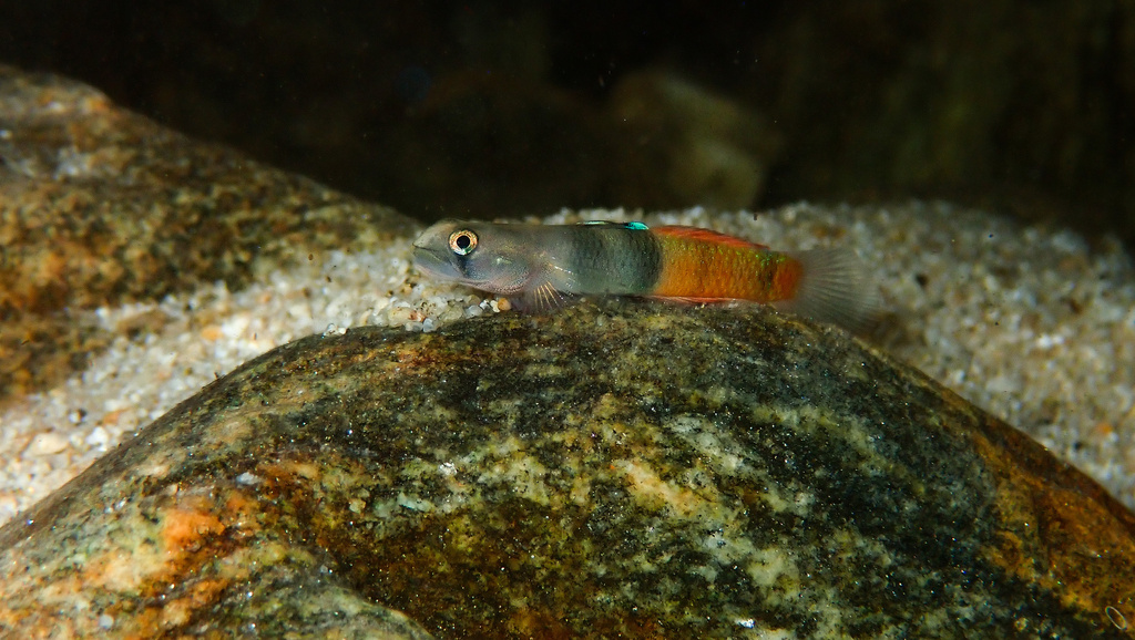 Ornate Fish (Sicyopus zosterophorus)