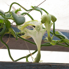 Ceropegia sandersonii