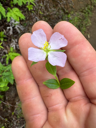 Pterolepis glomerata observed 2026-07-05