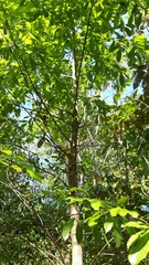 Couratari guianensis