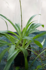 Stenoglottis