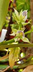 Prosthechea fragrans