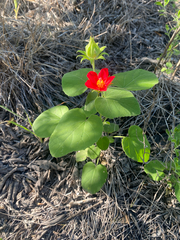Hibiscus martianus