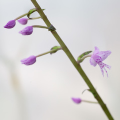 Stenoglottis