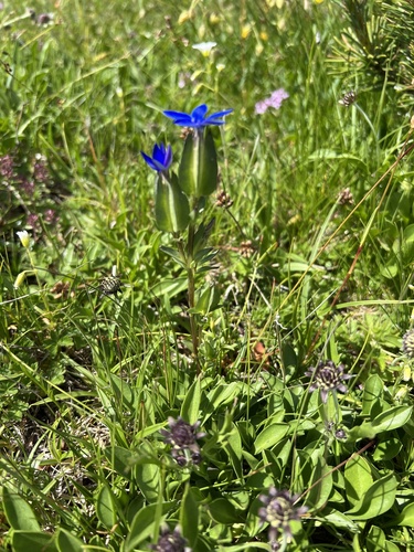 Bladder Gentian