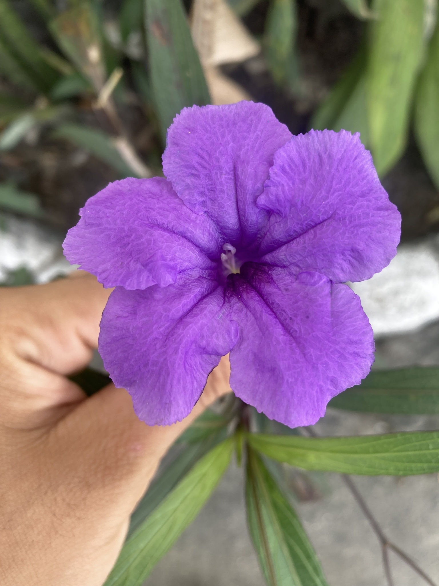 Ruellia simplex