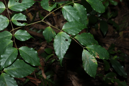 Archidendron grandiflorum, photograph 1