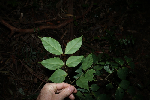 Archidendron grandiflorum, photograph 2