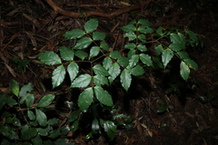 Archidendron grandiflorum