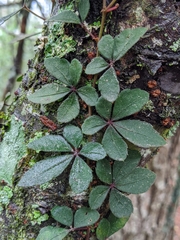 Tetrastigma obtectum