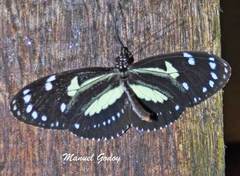 Heliconius atthis
