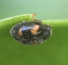 Nephus quadrimaculatus