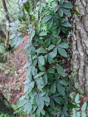 Tetrastigma obtectum