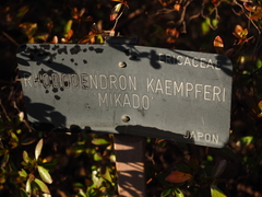 Rhododendron kaempferi