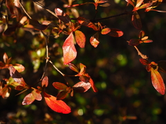 Rhododendron kaempferi