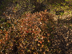 Rhododendron kaempferi