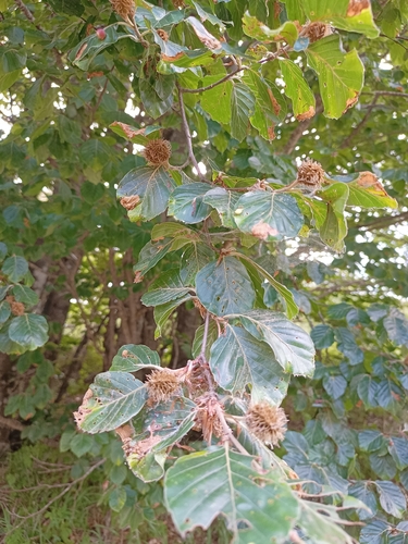 European beech