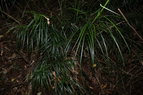 Exocarya sclerioides, 2026-07-05