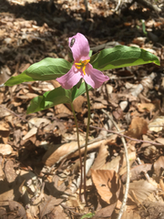 Trillium catesbaei