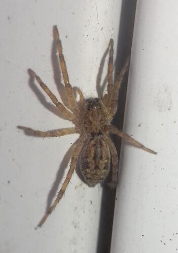 Radiated Wolf Spider
