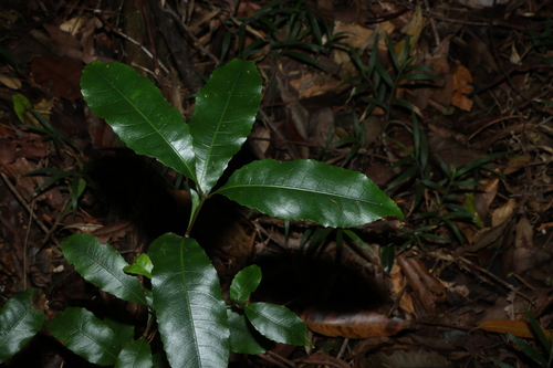 Schizomeria ovata, photograph 3